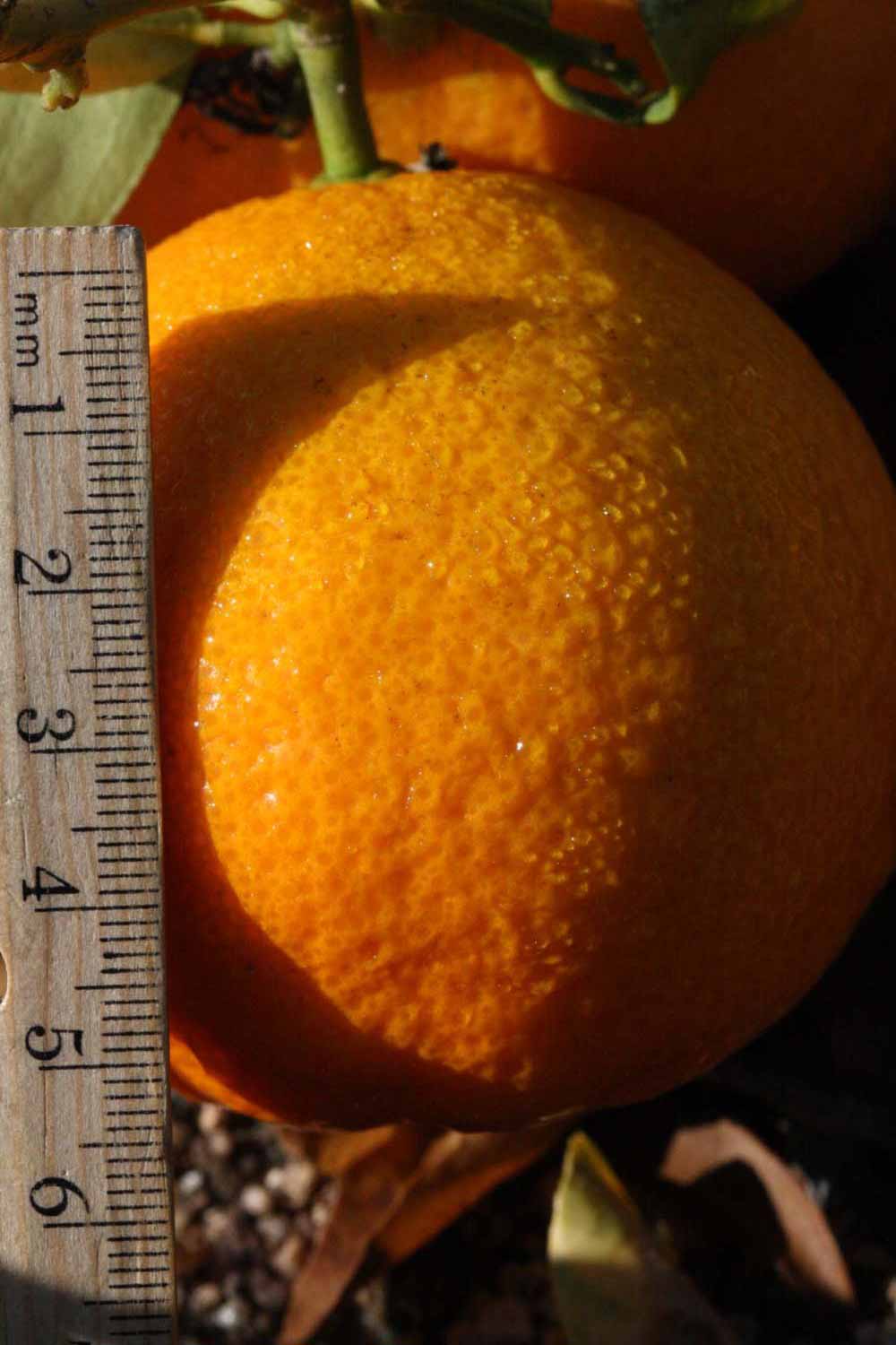              Fruit (Riverside, CA)       